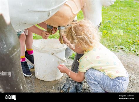 Cute Blonde Girl Learning How To Milk A Cow On Milking Simulator Stock Photo Alamy