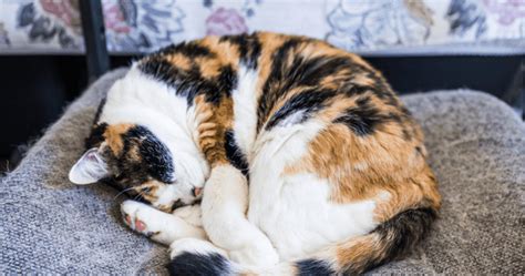 The Calico Cat Personality