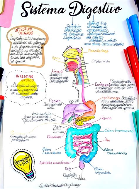 Sistema Digestorio Mapa Mental - 8