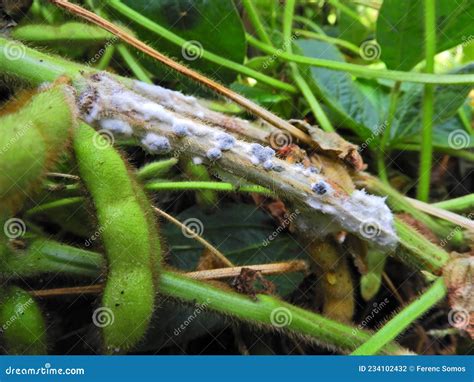 White Mold Or Sclerotium Stem Rot Sclerotinia Sclerotiorum And Some