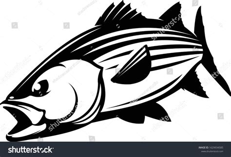 Striped Bass Clip Art