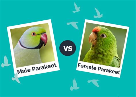 How To Tell The Sex Of Your Parrot Expert Tips Vet Answer Hepper Pet Resources