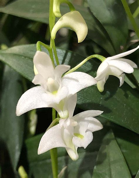 Dendrobium Kingianum Var Alba Imp Rio Das Orqu Deas