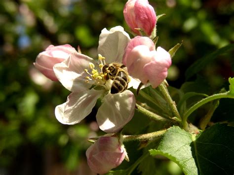 Haus Der Bienen In Kirchberg I Wald Im Bayerischen Wald Im