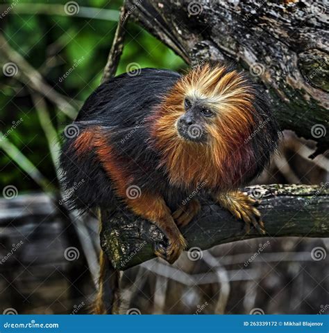Golden-headed Lion Tamarin on the Branch 1 Stock Photo - Image of claw