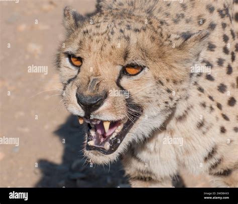 gepard angriff  res stock photography  images alamy