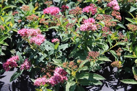 Spirea Japonica Anthony Waterer