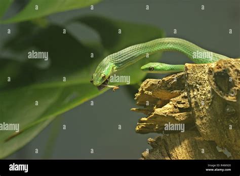 Pregnant Grasshopper Hi Res Stock Photography And Images Alamy