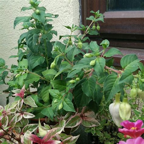 Fuchsia Giant Quasar Fuchsia Giant Quasar Uploaded By Kimmy01