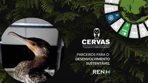 Parceiros Para O Desenvolvimento Sustent Vel Cervas Corvo Marinho