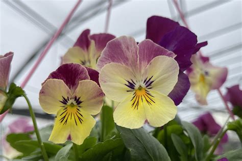 A Complete Guide To Growing Pansies And Violas And Their New Panola