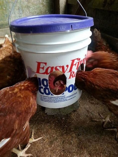 6 Easy To Make Chicken Feeder Ideas For Healthy Livestock