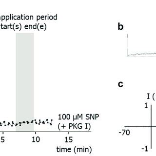 Effect Of The No Donor Snp On The Outward Current Of Rat Tail Artery