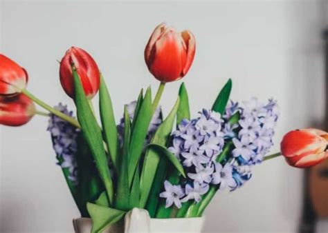 Tipps Damit Tulpen In Der Vase So Lange Wie M Glich Frisch Bleiben