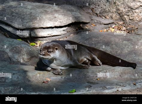 Nutria Neotropical Lontra Longicaudis La Venta Museum Park Sitio