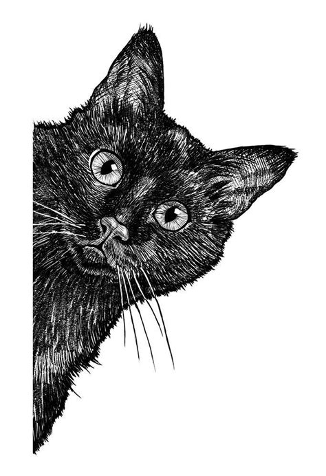 Black Cat Art Drawing