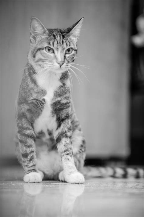 Gato Mascota Animal Foto Gratis En Pixabay Pixabay