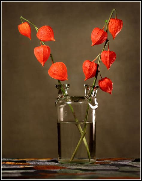 Букет из физалиса (64 фото) » НА ДАЧЕ ФОТО