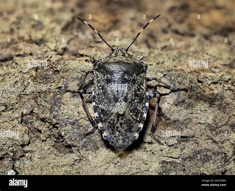 Mottled Shieldbug Hi Res Stock Photography And Images Alamy