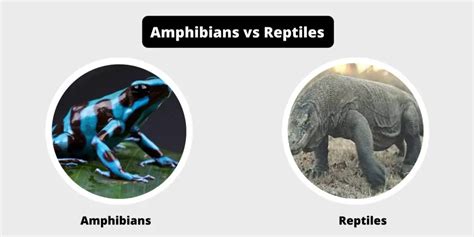 Differences Between Amphibians and Reptiles - Amphibians vs Reptiles ...