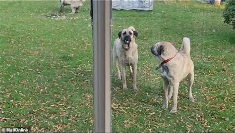Millionaire builder's three pet Turkish Kangals go on a rampage ...
