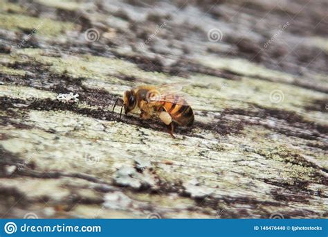 Nice Picture Of Honeybees Honey Bee Apis Mellifera With Collected