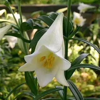 Lilium longiflorum / lily - Wholesale - Bulbs - Flowers