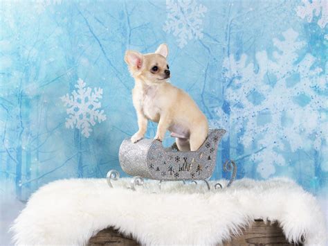 Dogs, Chihuahua, Puppy, HD Wallpaper | Rare Gallery