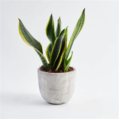 Snake Plant Sansevieria Trifasciata Laurentii Botanique Workshop