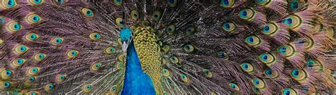 Peacocks In Pittencrieff Park Peacock Sanctuary