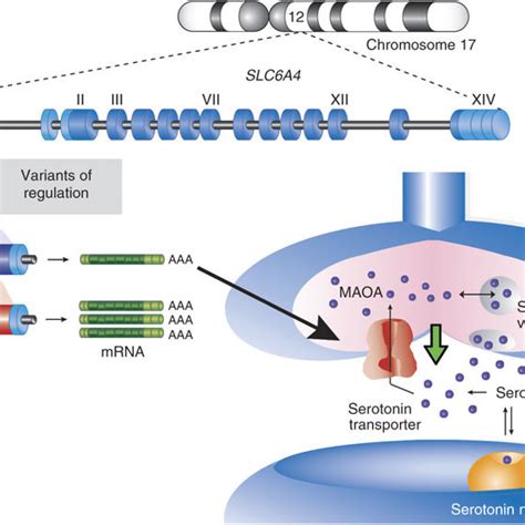 Pdf Long Story Short The Serotonin Transporter In Emotion Regulation