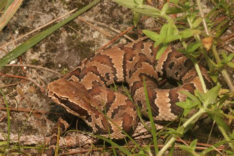 Snake Snap