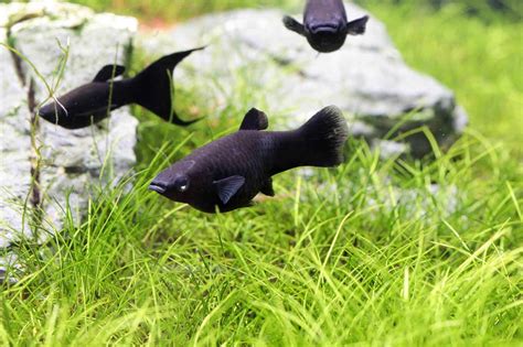 Molly Fish Care Diet Types And Lifespan Of Mollies Fishkeeping World