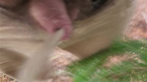 Solo Male Pissing Outdoors On A Busy Road Desperate Nowhere To Hide Pornhub Gay