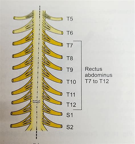 9 Regions Abdomen