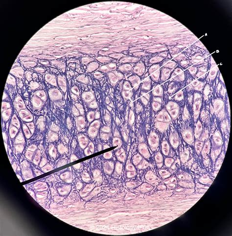 Histology4Fun | Connective Tissues | connective-tissue