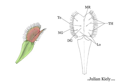 Venus Fly Trap Diagram Labeled