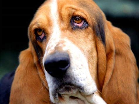 Бассет-хаунд: фото собаки, цена, описание породы, характер, видео