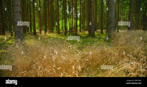 Coniferous Forest Is In Danger Dry Grass Hot Weather Are The Conditions For A Fire Close Up