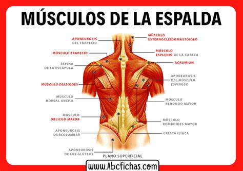 Qué Es La Espalda Humana Anatomía De La Espalda Er Ergosistema Emvqmj