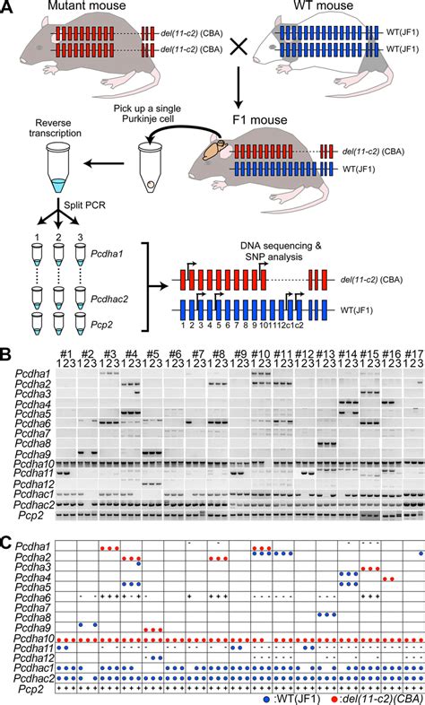 Single Cell Rt Pcr And Snp Analysis Of The Pcdha Genes In Individual