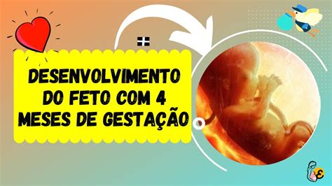 DESENVOLVIMENTO do FETO com 4 MESES DE GESTAÇÃO+SINTOMAS NA MAMÃE ️️ ...