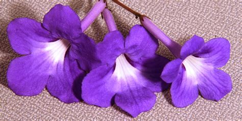 Streptocarpus Plug Plants – Page 6 – Dibleys