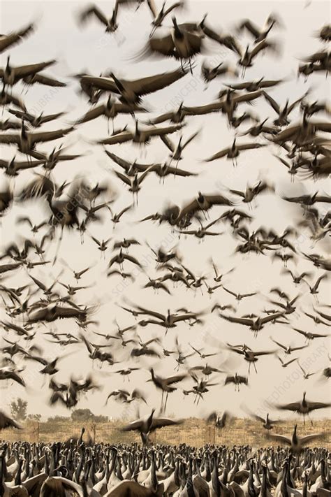 Demoiselle Crane Flock In Flight During Winter Migration Stock Image