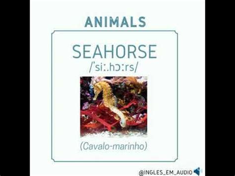 Cavalo Marinho Em Inglês - Cavalo-marinho em Inglês ( Seahorse) - YouTube