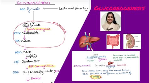 Is Gluconeogenesis A Reversal Of Glycolysis Gluconeogenesis Notes