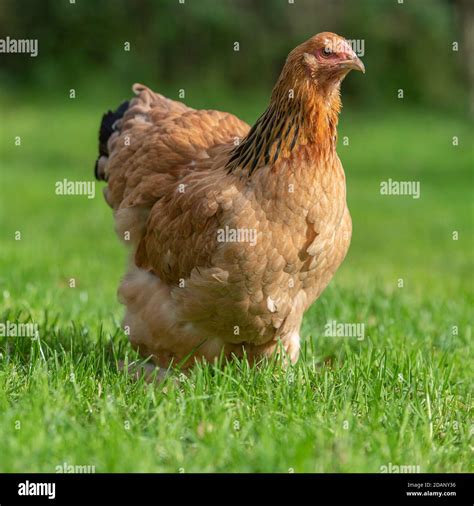 Brahma Chicken Hi Res Stock Photography And Images Alamy