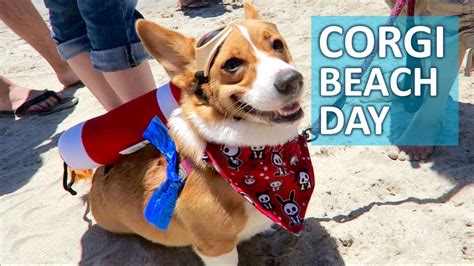 Worlds Largest Corgi Beach Day 1 000 Corgis Life After College Ep