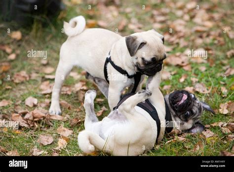 Two playing pug puppies Stock Photo - Alamy