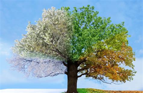 teaching kids  weather  seasons   year